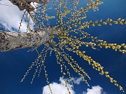 59 Germogli di primavera...